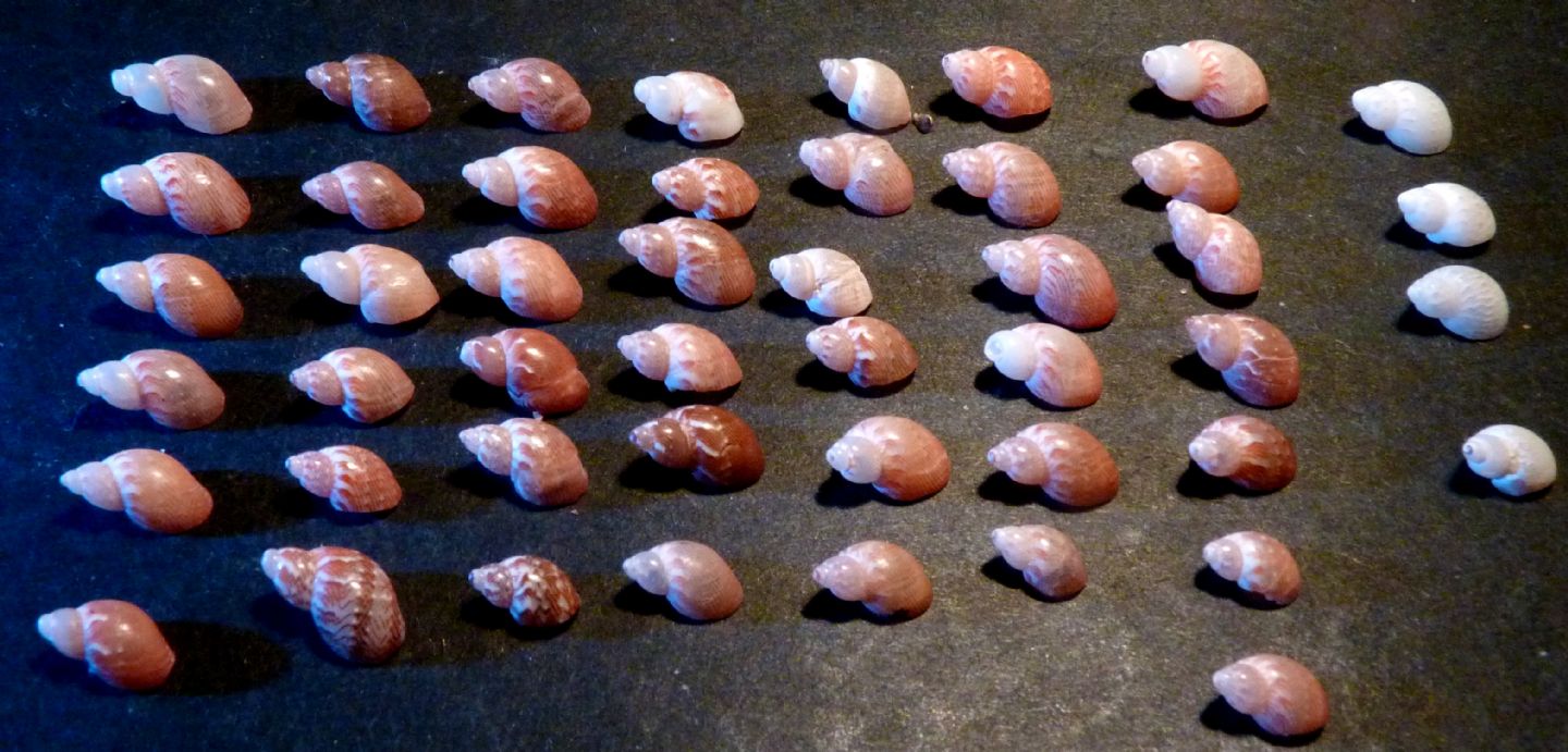 Phasianellidae Tricolie meravigliose.